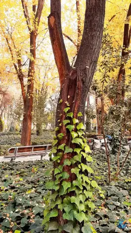 عکس بوستان هشت بهشت، محله نقش جهان، اصفهان 4