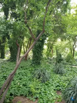 عکس بوستان ترمه، کمال الدین اسماعیل، اصفهان 10