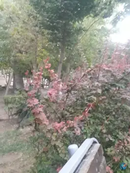 عکس بوستان آل خجند، محله فرسان، اصفهان 4
