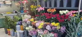 عکس گل هلند، زنبیل آباد، قم 2