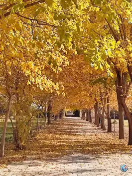 عکس دانشگاه شاهد تهران 9