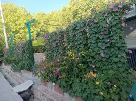 عکس کافه گردو، محله فسارود، اقلید 2