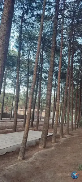 عکس بوستان جنگلی فدک، بزرگراه امام علی، قم 10