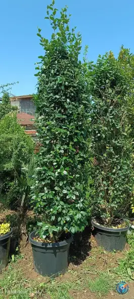 عکس گلکده پرمیس، قاسم آباد علیا، چابکسر 4