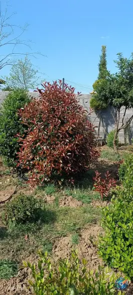 عکس گلکده پرمیس، قاسم آباد علیا، چابکسر 5