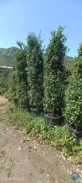 عکس گلکده پرمیس، قاسم آباد علیا، چابکسر 6