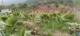 عکس گلکده پرمیس، قاسم آباد علیا، چابکسر 7