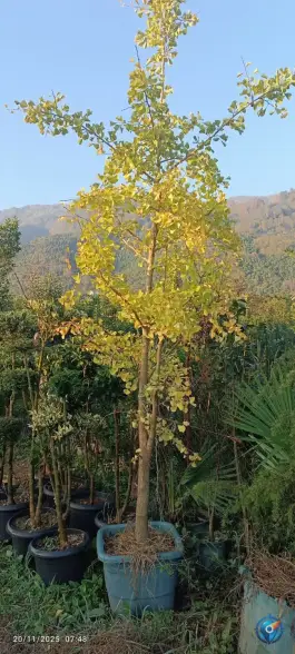 عکس گلکده پرمیس، قاسم آباد علیا، چابکسر 8