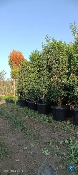 عکس گلکده پرمیس، قاسم آباد علیا، چابکسر 10