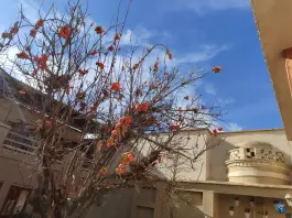 عکس عمارت حاجی بزرگ، بلوار زیتون، مبارکه 10