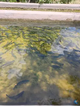 عکس ماهی کباب خورانی، روستای خوران علیا، ایوان 4