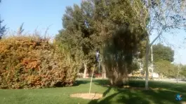 عکس بوستان ایرانی سفیر جنوبی شیراز 5