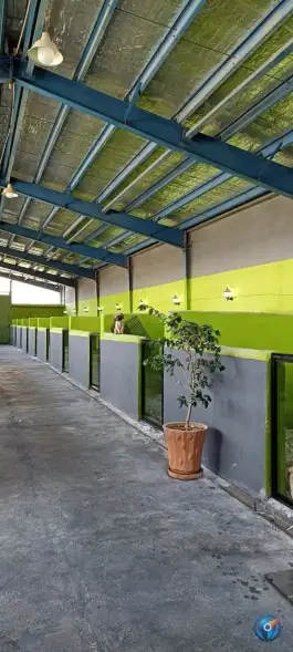 عکس آموزش سگ مهدی نیکوئی، یاسمن، شیراز 4