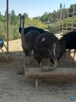 عکس دبیرستان امت - مشهد 1