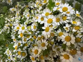 عکس گل فروشی مارال مدرس شیراز 6
