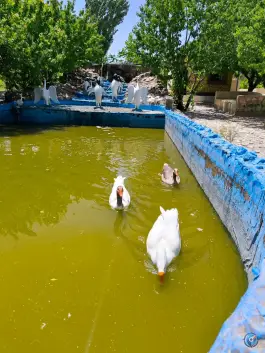 عکس عمارت ارم شادکام، جاده نوروزی، قوچان 4