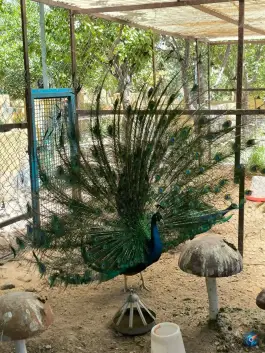 عکس عمارت ارم شادکام، جاده نوروزی، قوچان 6