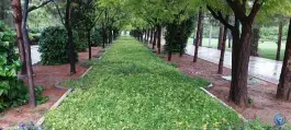 عکس بوستان باغ جنت، محله ترمینال باربری، شیراز 2