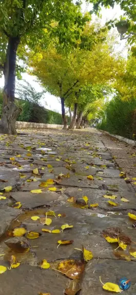 عکس بوستان شهروند، محله ترکان - قلعه نو، شیراز 9