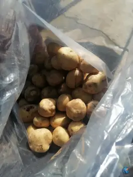 عکس سبزی و میوه فروشی علی، بزرگراه شیراز-جهرم، شیراز 4