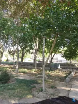 عکس بوستان گل محمدی محله ملاصدرا اصفهان 9
