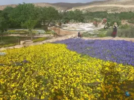 عکس باغ گل های شیراز در محله دینکان منصورآباد شیراز 4