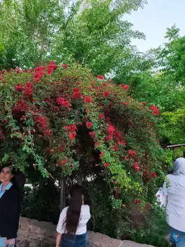 عکس باغ گل های شیراز در محله دینکان منصورآباد شیراز 9