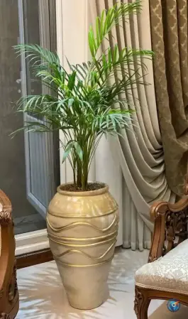 عکس گل الف، محله پانزده خرداد قم 2