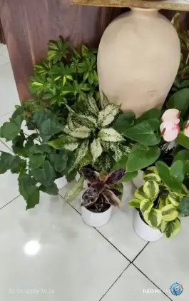 عکس گل الف، محله پانزده خرداد قم 4