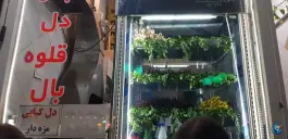 عکس جگر سرای بلوار، محله خیام، قزوین 2