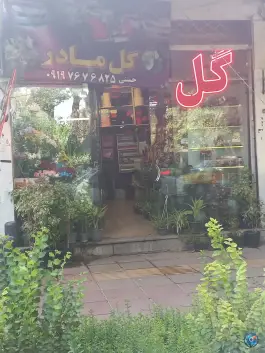 عکس گل مادر، لاله جنوبی، اصفهان 1