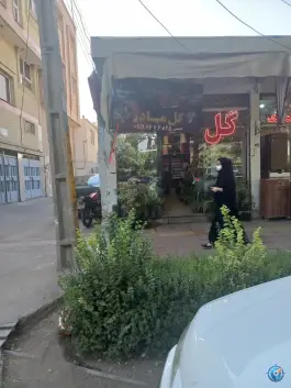 عکس گل مادر، لاله جنوبی، اصفهان 2