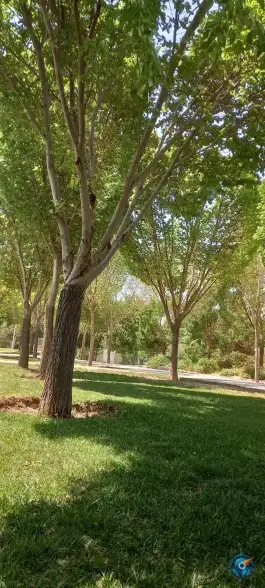 عکس بوستان گل مریم بهارستان اصفهان 5
