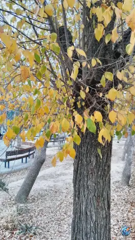 فضای سبز «قصر دشت» محله منبع آب شیراز