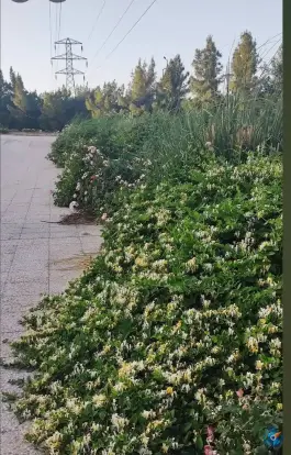 عکس بوستان سایه، گلستان، اصفهان 2