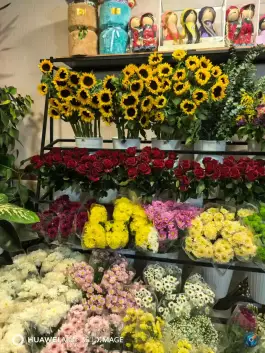 آترین گل، محله طالقانی شرقی، گنبدکاووس