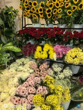 عکس آترین گل، محله طالقانی شرقی، گنبدکاووس 4
