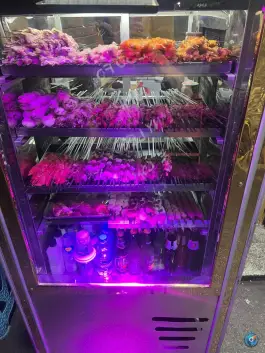 جگرسرای لقمه ی لذیذ، محله ی هاشمی، تهران