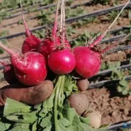 عکس سبزی فروشی محله، کوچه ۲۹ علوی، شیراز 3