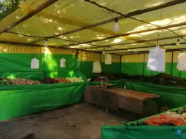 عکس سبزی فروشی محله، کوچه ۲۹ علوی، شیراز 4