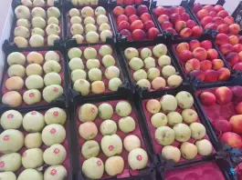 عکس میوه سرای اشراق، اشراق شمالی، اصفهان 2
