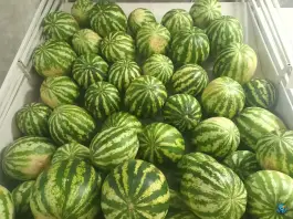 عکس میوه سرای اشراق، اشراق شمالی، اصفهان 4