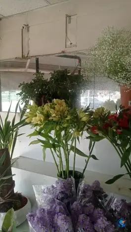عکس گل جمال، گلشهرویلا، کرج 7