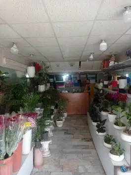 عکس گل جمال، گلشهرویلا، کرج 8