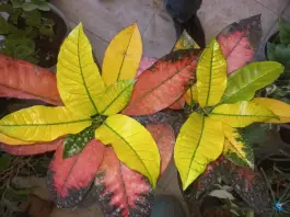 عکس گلفروشی ناصر، محله درب کوشک، اصفهان 2