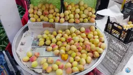 عکس میوه سرای بهار ۶۵، محله فلسطین، مشهد 10