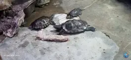 عکس باغ خزندگان، محله دستگرد خیار، اصفهان 5