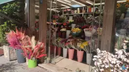 گل آیریس، محله بهرام آباد، اصفهان