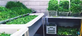 سبزیجات آماده طبخ ریحون، کوجان، اصفهان