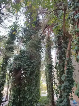 عکس بوستان صفا، فلاطوری، اصفهان 3